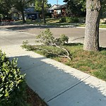 Tree/Branch Damage - Public Property at 11117 69 Street NW