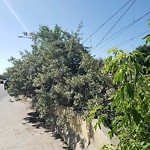 Overgrown Trees - Public Property at 11407 74 Avenue NW