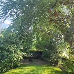 Overgrown Trees - Public Property at 6707 94 Street NW