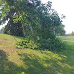 Tree/Branch Damage - Public Property at 10816 43 St Nw, Edmonton, Ab T6 A 1 V5, Canada