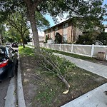 Tree/Branch Damage - Public Property at 10604 65 Avenue NW