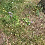 Noxious Weeds - Public Property at 11127 85 Avenue NW