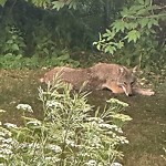 Coyote Sighting at 10341 Villa Avenue NW
