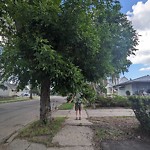 Overgrown Trees - Public Property at 11824 47 St Nw, Edmonton, Ab T5 W 2 W8, Canada