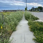 Noxious Weeds - Public Property at 625 Cy Becker Drive NW