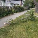 Tree/Branch Damage - Public Property at 9812 73 Avenue NW