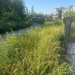 Park Grass Maintenance at 3227 158 Street SW