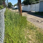 Noxious Weeds - Public Property at 13520 130 Avenue NW