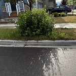 Overgrown Trees - Public Property at 2620 198 Street NW