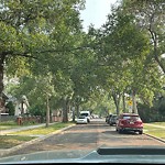 Overgrown Trees - Public Property at 12432 87 Street NW