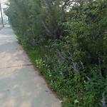 Noxious Weeds - Public Property at 11615 46 Avenue NW
