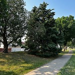 Overgrown Trees - Public Property at 125 Knottwood Road North NW