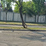 Tree/Branch Damage - Public Property at 1031 86 Street SW