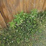 Noxious Weeds - Public Property at 3715 140 Avenue NW