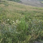 Noxious Weeds - Public Property at 9510 Pear Close Sw, Edmonton T6 X 2 L3