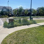 Noxious Weeds - Public Property at 2560 Pegasus Boulevard NW