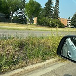 Noxious Weeds - Public Property at 3908 22 Avenue NW