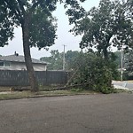 Tree/Branch Damage - Public Property at 4823–4841 117 Ave Nw, Edmonton T5 W 0 Y9