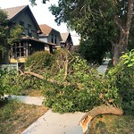 Tree/Branch Damage - Public Property at 9835 88 Avenue NW