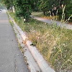 Noxious Weeds - Public Property at 11400–11498 127 St Nw, Edmonton T5 M 0 V2