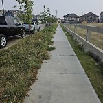 Noxious Weeds - Public Property at 230 Edgemont Road NW