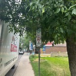 Overgrown Trees - Public Property at 11025 82 Avenue NW