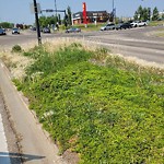 Noxious Weeds - Public Property at 5110 Windermere Boulevard NW