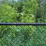 Overgrown Trees - Public Property at 20747 98 Avenue NW