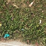 Litter Public Property at 855 Lewis Greens Drive NW