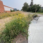 Noxious Weeds - Public Property at 11320 121 Street NW