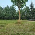Overgrown Trees - Public Property at N53.45 E113.53