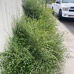 Overgrown Trees - Public Property at 12905 117 Street NW