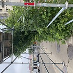 Overgrown Trees - Public Property at 9660 104th Avenue NW