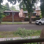 Tree/Branch Damage - Public Property at 11226 93 Street NW
