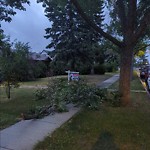 Tree/Branch Damage - Public Property at 12314 102 Street NW