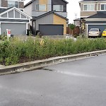Noxious Weeds - Public Property at 3915–3931 Fifth Ave Sw, Edmonton T6 X 2 J3