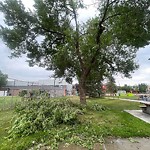 Tree/Branch Damage - Public Property at 9210 118 Avenue NW