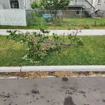 Tree/Branch Damage - Public Property at 11417 92 Street NW