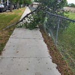 Tree/Branch Damage - Public Property at 11315 128 Street NW