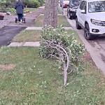 Tree/Branch Damage - Public Property at 9524 75 Avenue NW