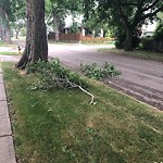 Tree/Branch Damage - Public Property at 9903 82 Street NW