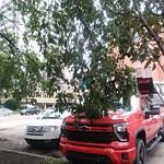 Overgrown Trees - Public Property at 11523 100 Avenue NW