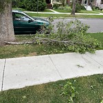 Tree/Branch Damage - Public Property at 11142 65 Street NW