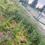Noxious Weeds - Public Property at 11440 121 Street NW