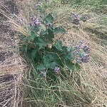 Noxious Weeds - Public Property at 9565 Grierson Hill NW