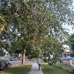 Overgrown Trees - Public Property at 8104 122 Avenue NW