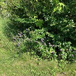 Noxious Weeds - Public Property at 4059 Aspen Drive East NW