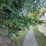 Overgrown Trees - Public Property at 11550 87 Street NW