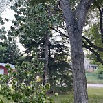 Tree/Branch Damage - Public Property at 10514 149 Street NW