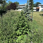 Noxious Weeds - Public Property at 6825 Ada Boulevard NW